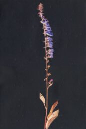 Digitalis iii by Michael Canning at Stoney Road Press