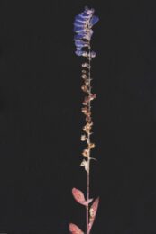 Digitalis iv by Michael Canning at Stoney Road Press