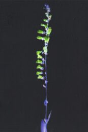 Digitalis v by Michael Canning at Stoney Road Press