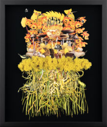 ‘Sunray’ by Jana Nicole by Jana Nicole at Harwood King Printmakers