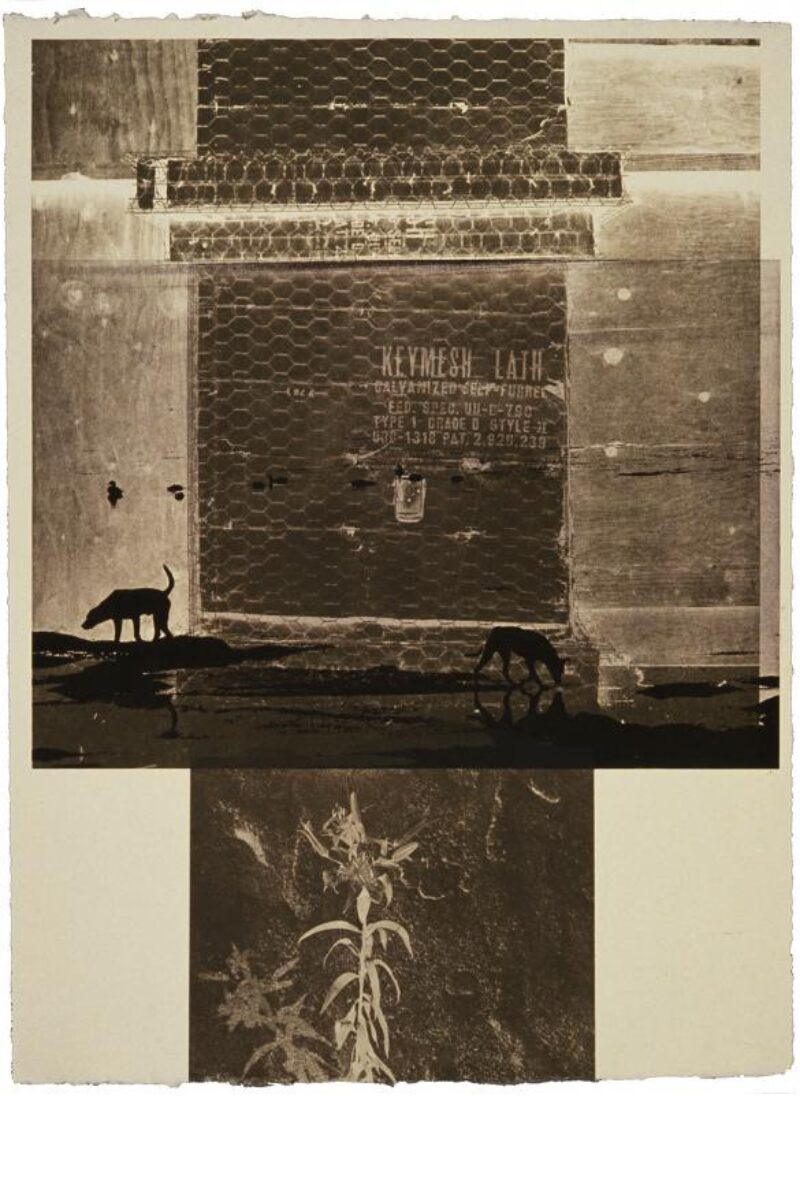 Lily Scent by Robert Rauschenberg