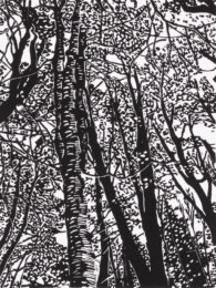 Birches by Alexandra Riesco at Oehme Graphics