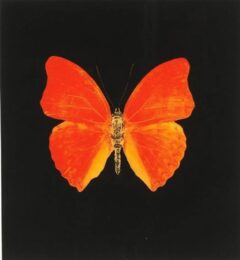 Memento 3 by Damien Hirst at Dovehouse Contemporary