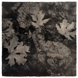 Forgotten Forest No.1 by Michael Eastman at Wildwood Press