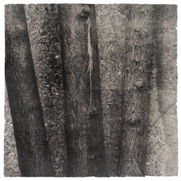 Forgotten Forest No. 2 by Michael Eastman at Wildwood Press