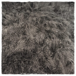 Forgotten Forest No. 3 by Michael Eastman at Wildwood Press