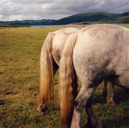 Ponies Backside, Strontian, Scotland by Finn Gibson at Clifton Gallery