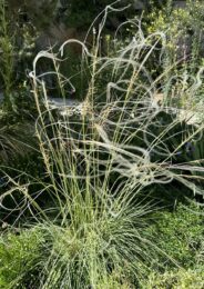 Feather Grass by Jean Gumpper at ebo Gallery