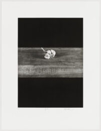 Garlic by Liset Castillo at Graphicstudio