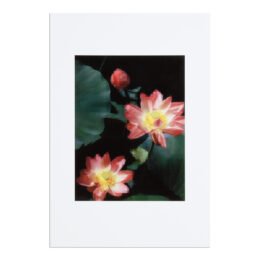 Seerose by Thomas Ruff at MLTPL