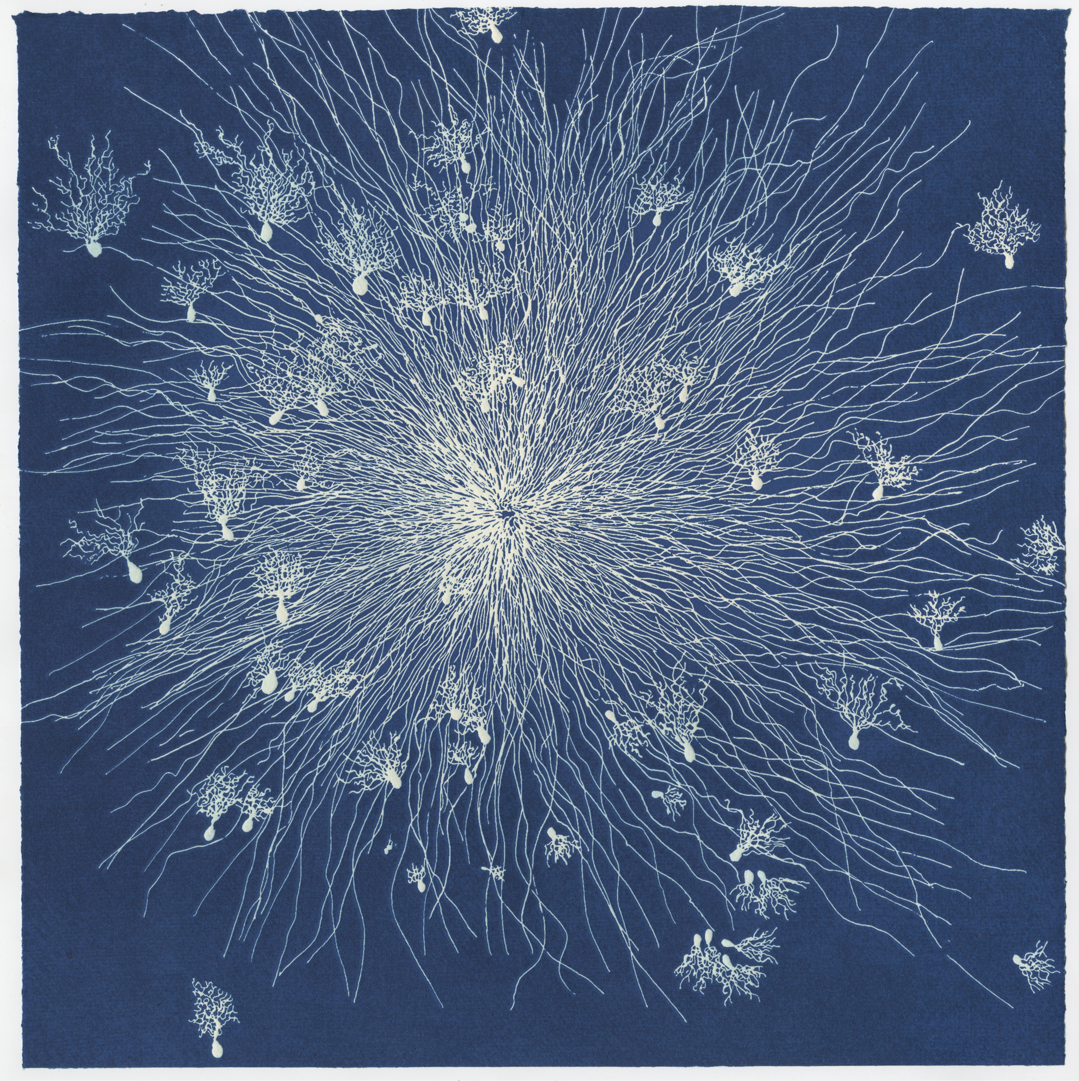 Synapses by Eilis O’Connell