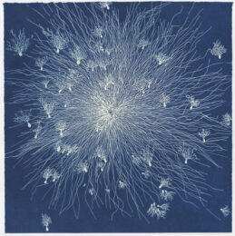 Synapses by Eilis O’Connell at Stoney Road Press