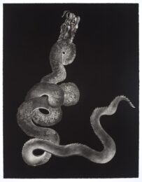 Naga by Shahzia Sikander at LeRoy Neiman Center for Print Studies