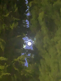 Cypress Full Moon by Clifford Singer at iMuseum Vegas