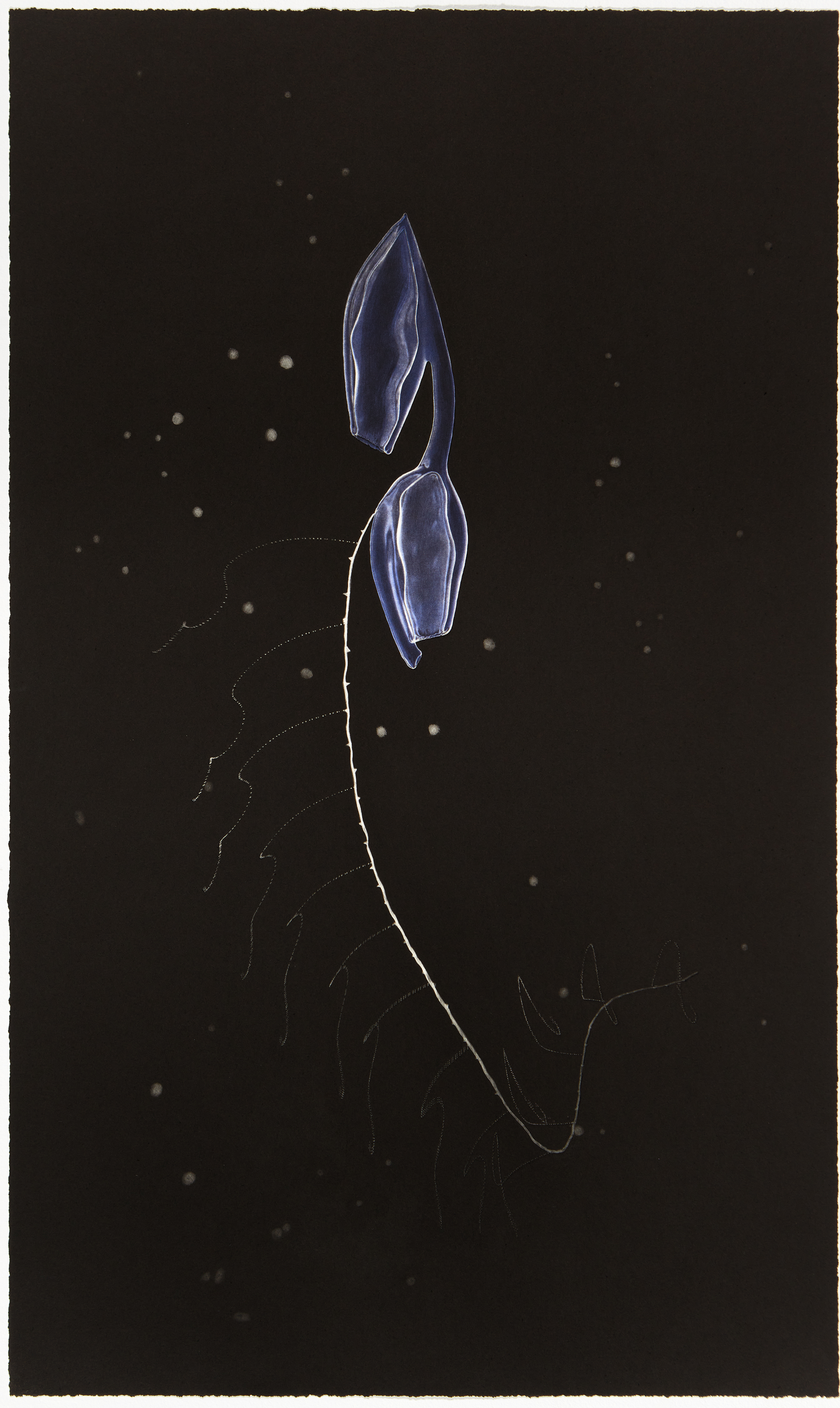 Vertical Migration by SUPERFLEX