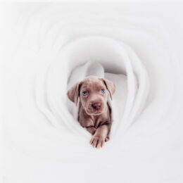 New by William Wegman at Michael Lisi/Contemporary Art