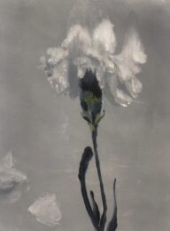 First Dianthus by Shirley Irons at VanDeb Editions
