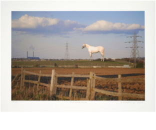 The White Horse, 2007/2024 by Mark Wallinger at TATE