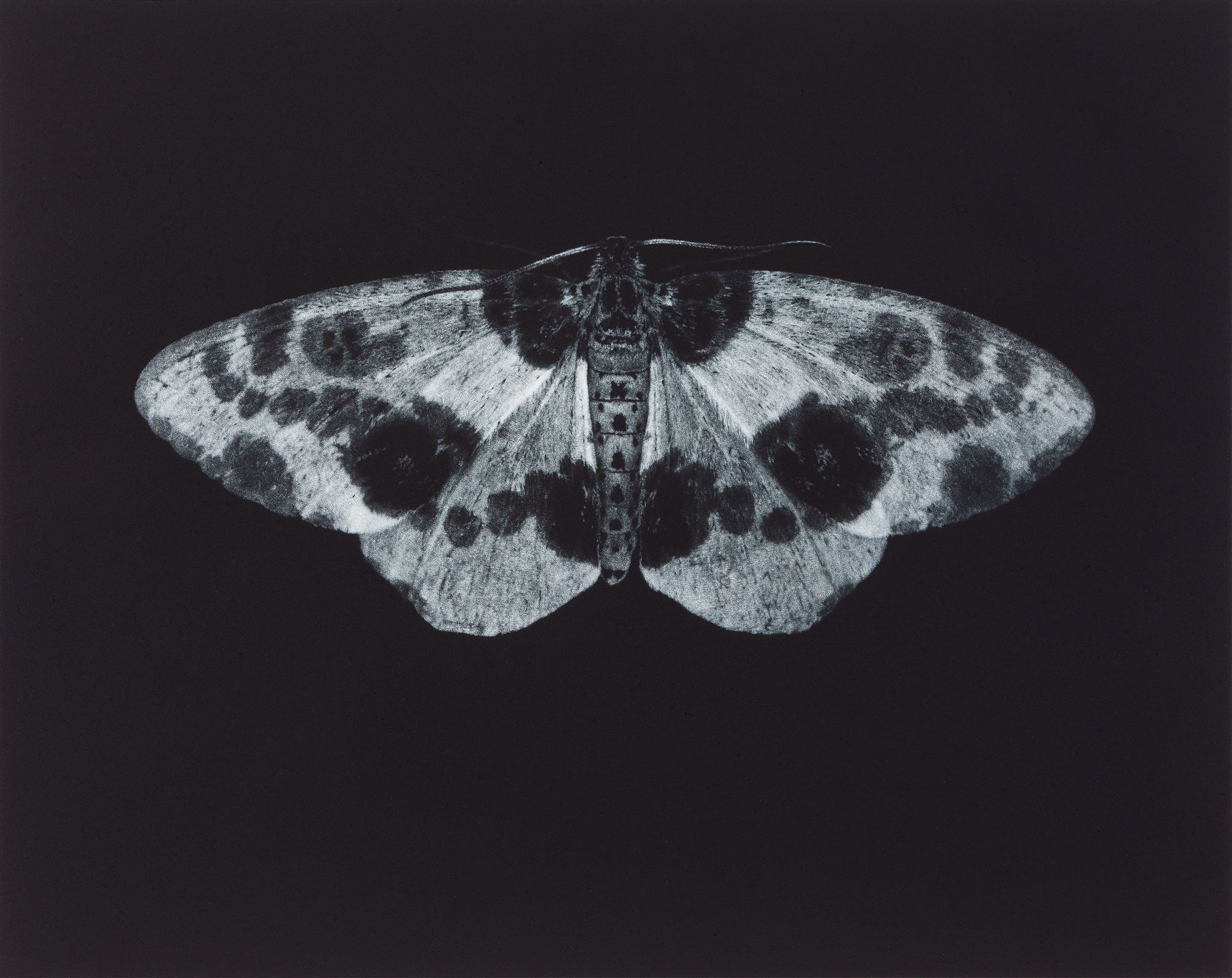 Clouded Magpie Moth by Sarah Gillespie