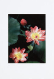 Lotus Flower by Thomas Ruff at Michael Lisi/Contemporary Art
