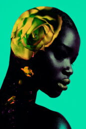 African Rose by Jamie Nelson at Addicted Art Gallery