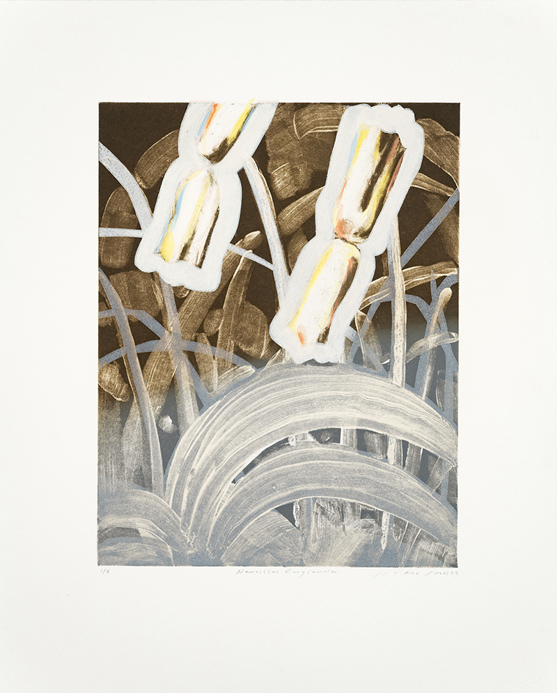 Narcissus Englander by Katherine Jones