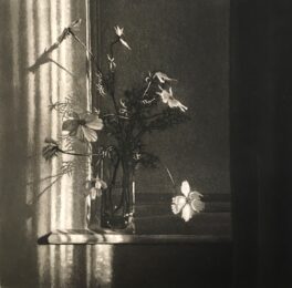 Window Light XXIII by Anja Percival at ebo Gallery