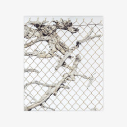 Old Growth by Sayre Gomez at JRP|Editions
