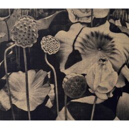 Water Lily Series #10 (V2) by Ron Weis at Kingsland Editions