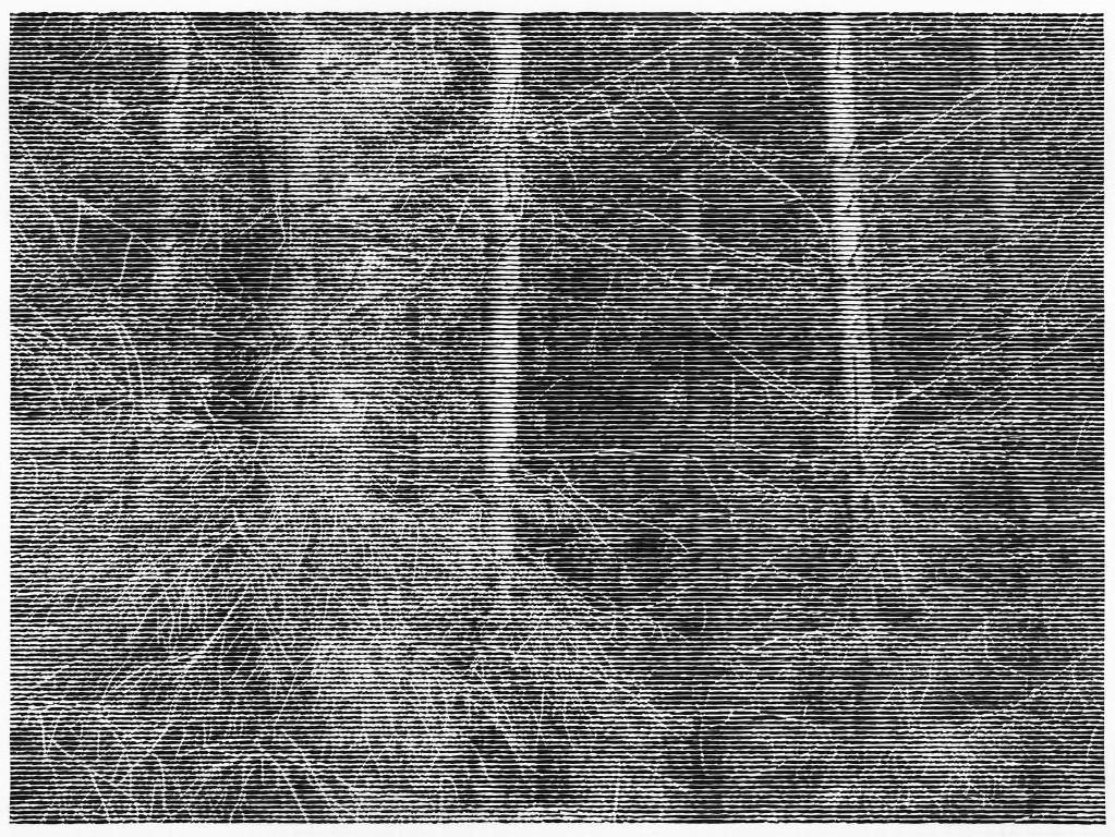 Wald bei Colditz I by Christiane Baumgartner