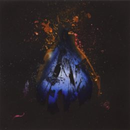 Insecticides 16 by Mat Collishaw at Paupers Press
