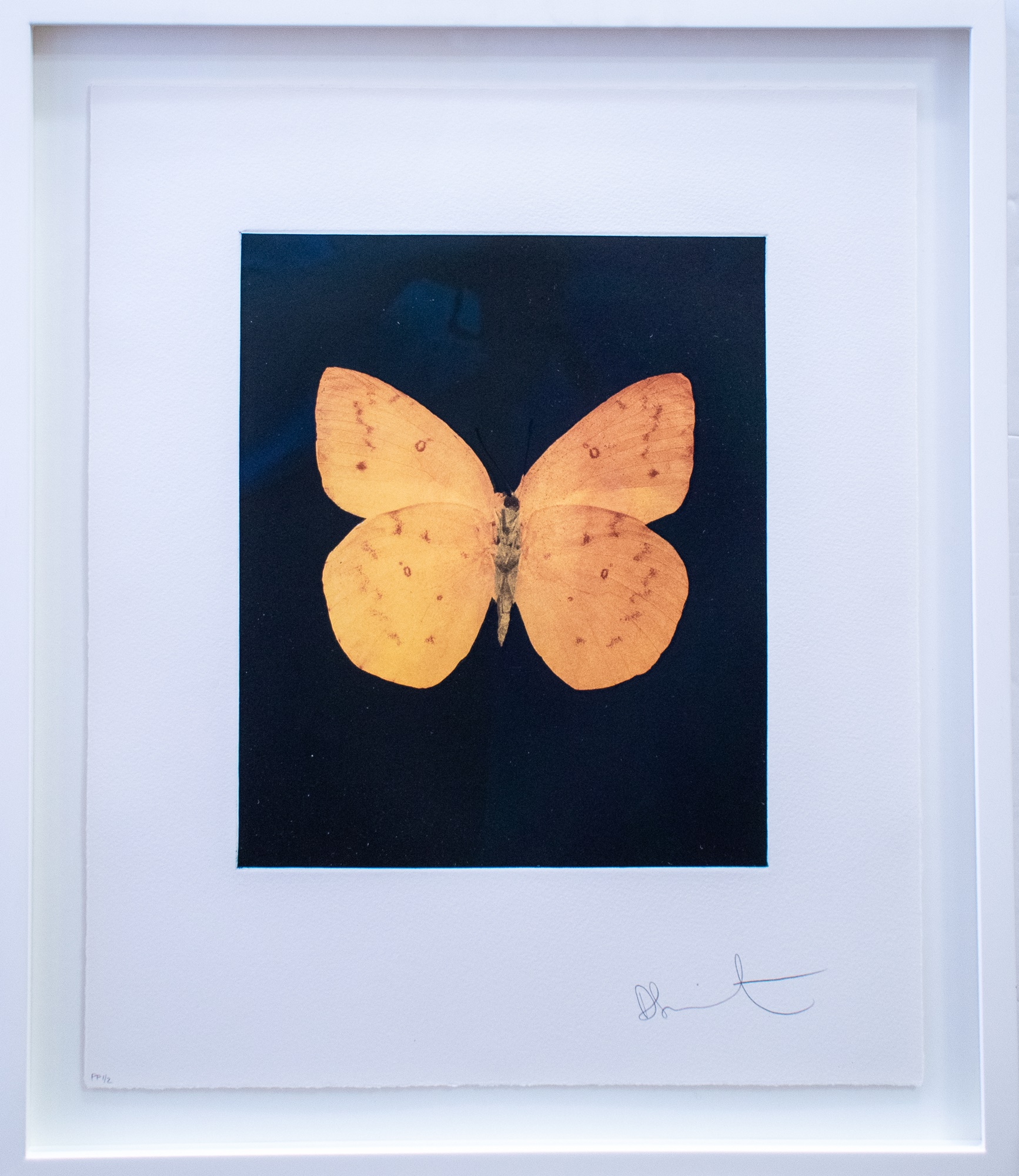 Damien Hirst (British 1965-), ‘Prosperity’, 2009 by Damien Hirst