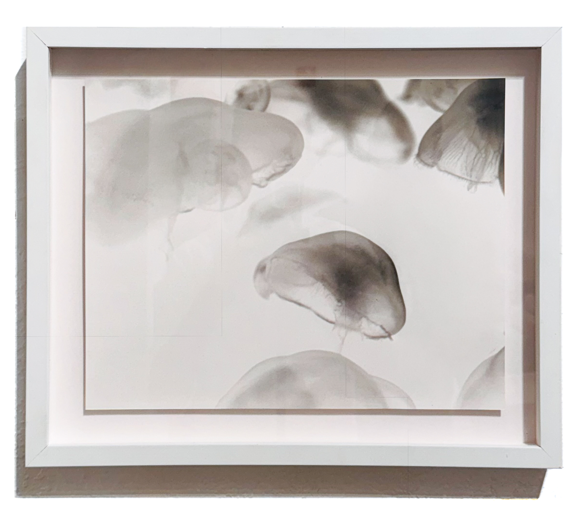 Untitled (Jellyfish) by Ashley Oubré