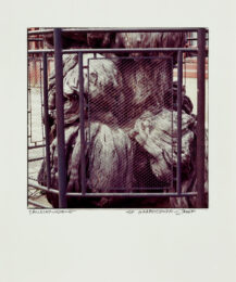 Fenced Tree by Robert Rauschenberg at Graphicstudio