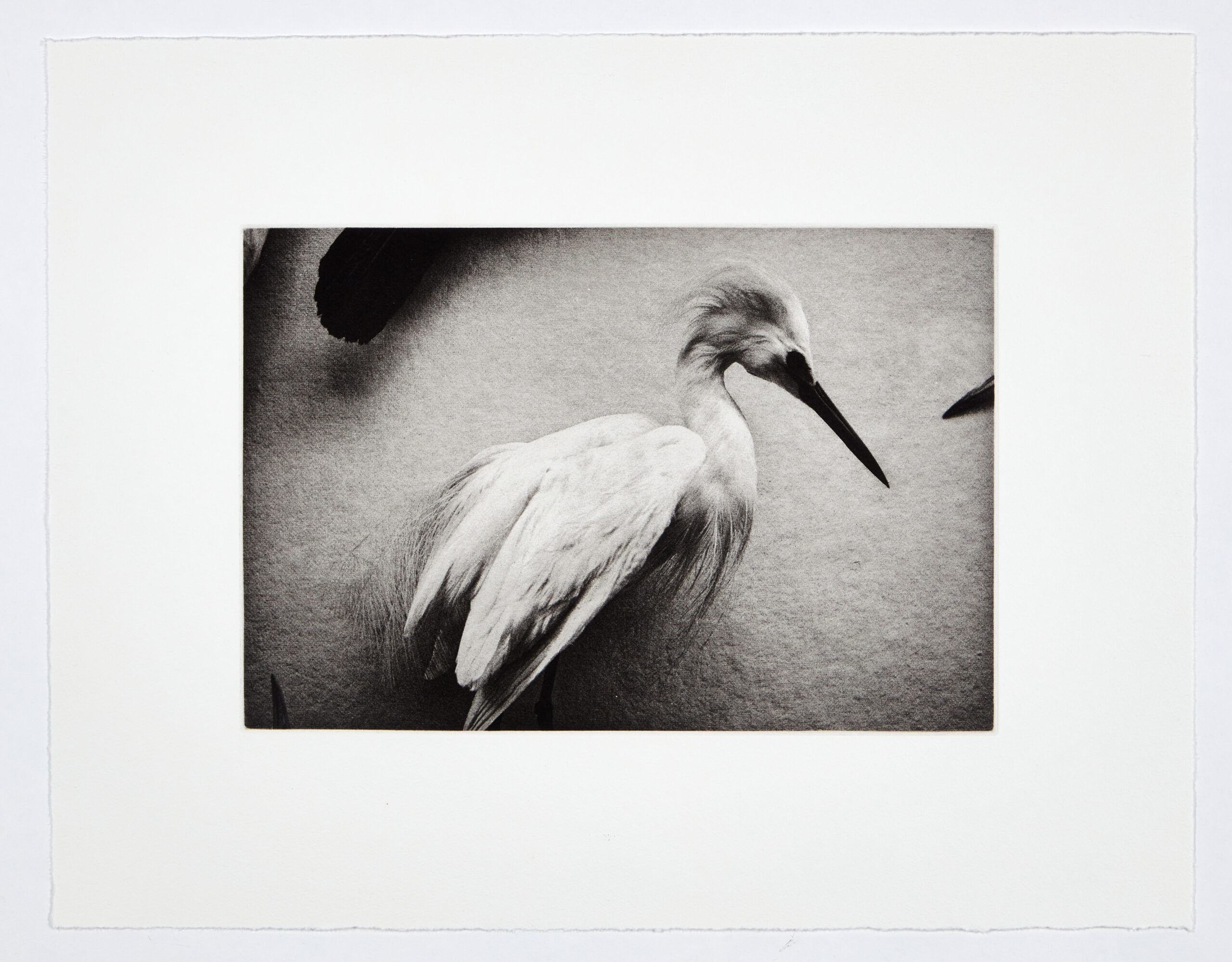 Heron by Philip Van Keuren