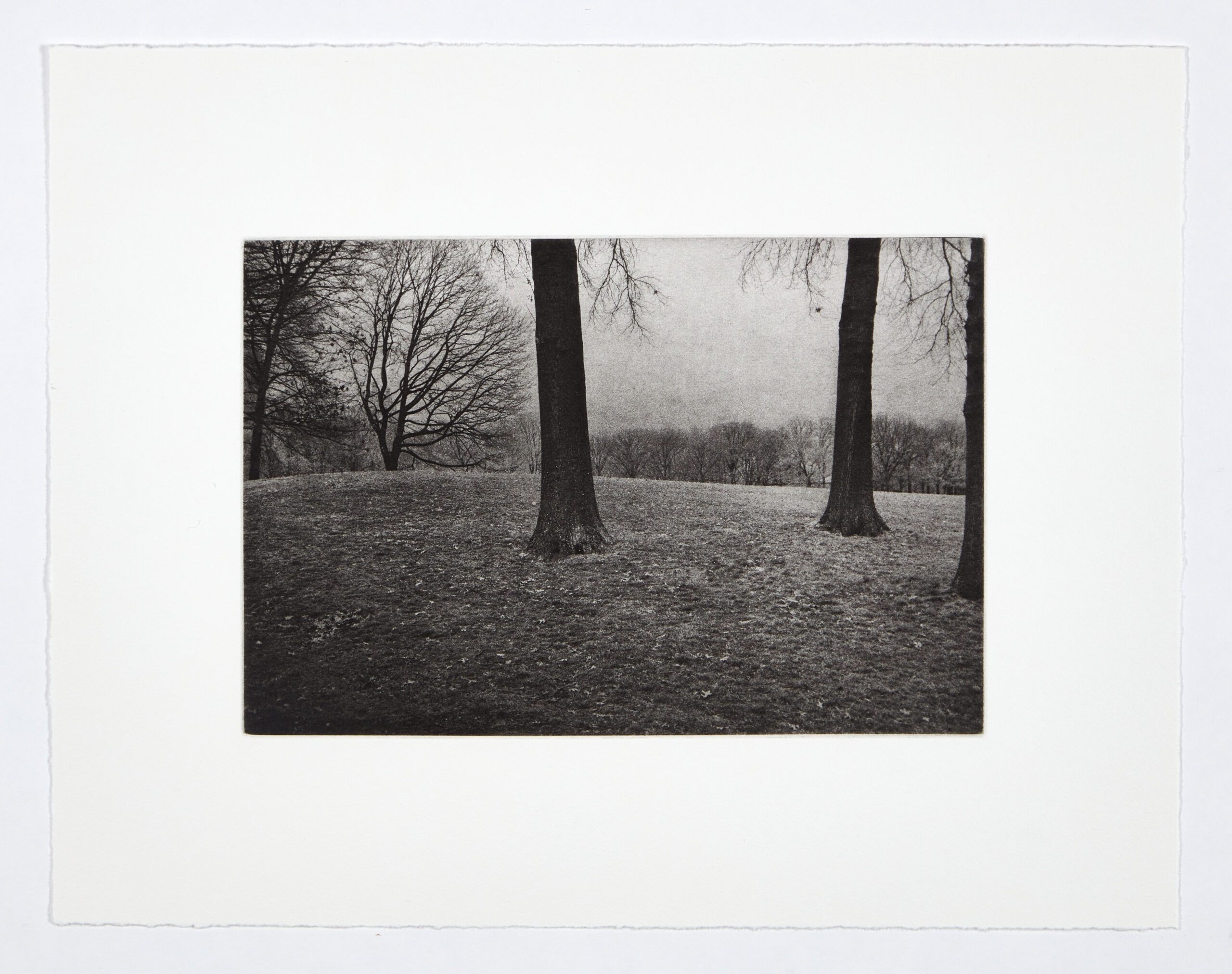 Meadow by Philip Van Keuren