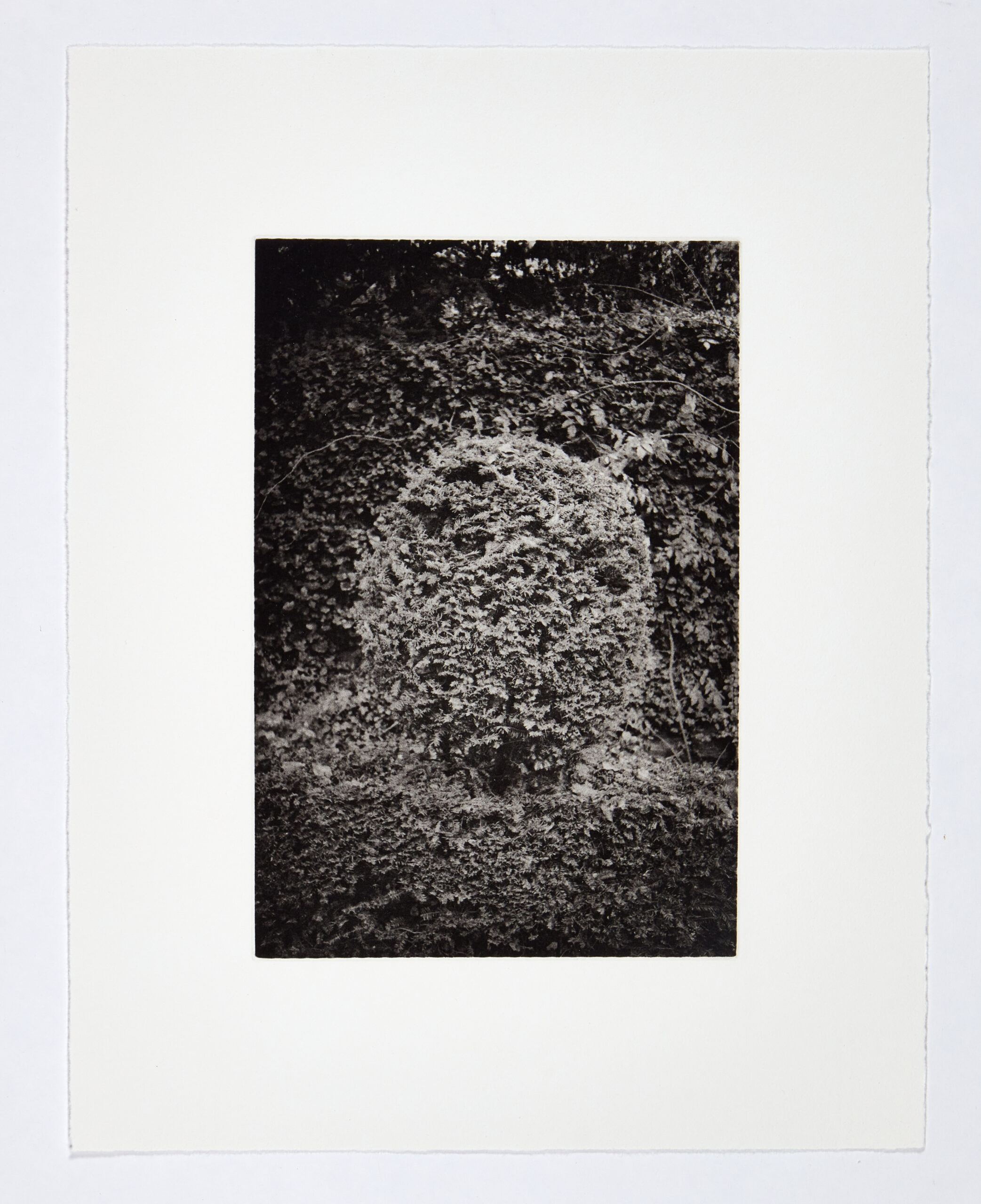 Shrub by Philip Van Keuren