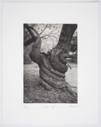 Tree IV by Philip Van Keuren at Manneken Press (IFPDA)