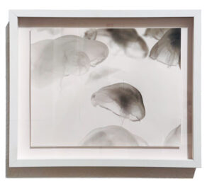 Untitled (Jellyfish) by Ashley Oubré at Robert Fontaine Gallery