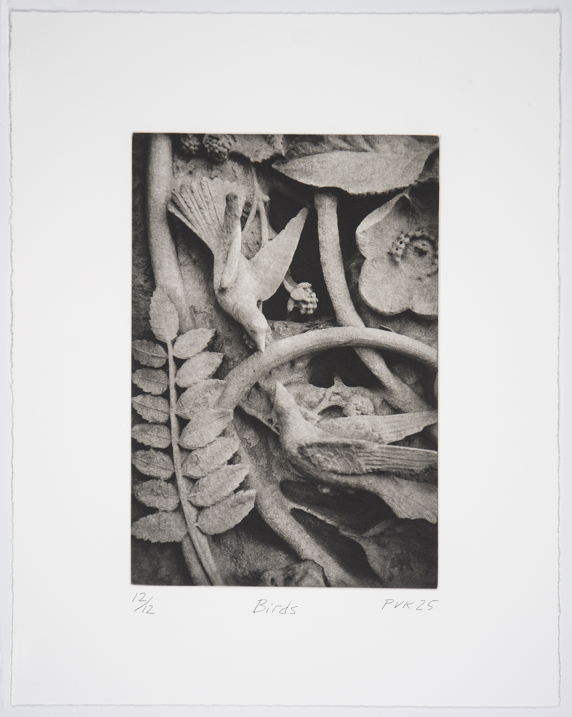 Birds by Philip Van Keuren