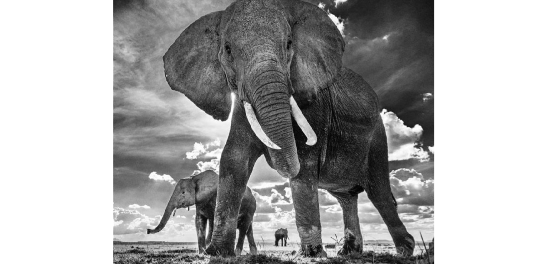 David Yarrow (British 1966-), ‘The Untouchables II’, 2017 by David Yarrow