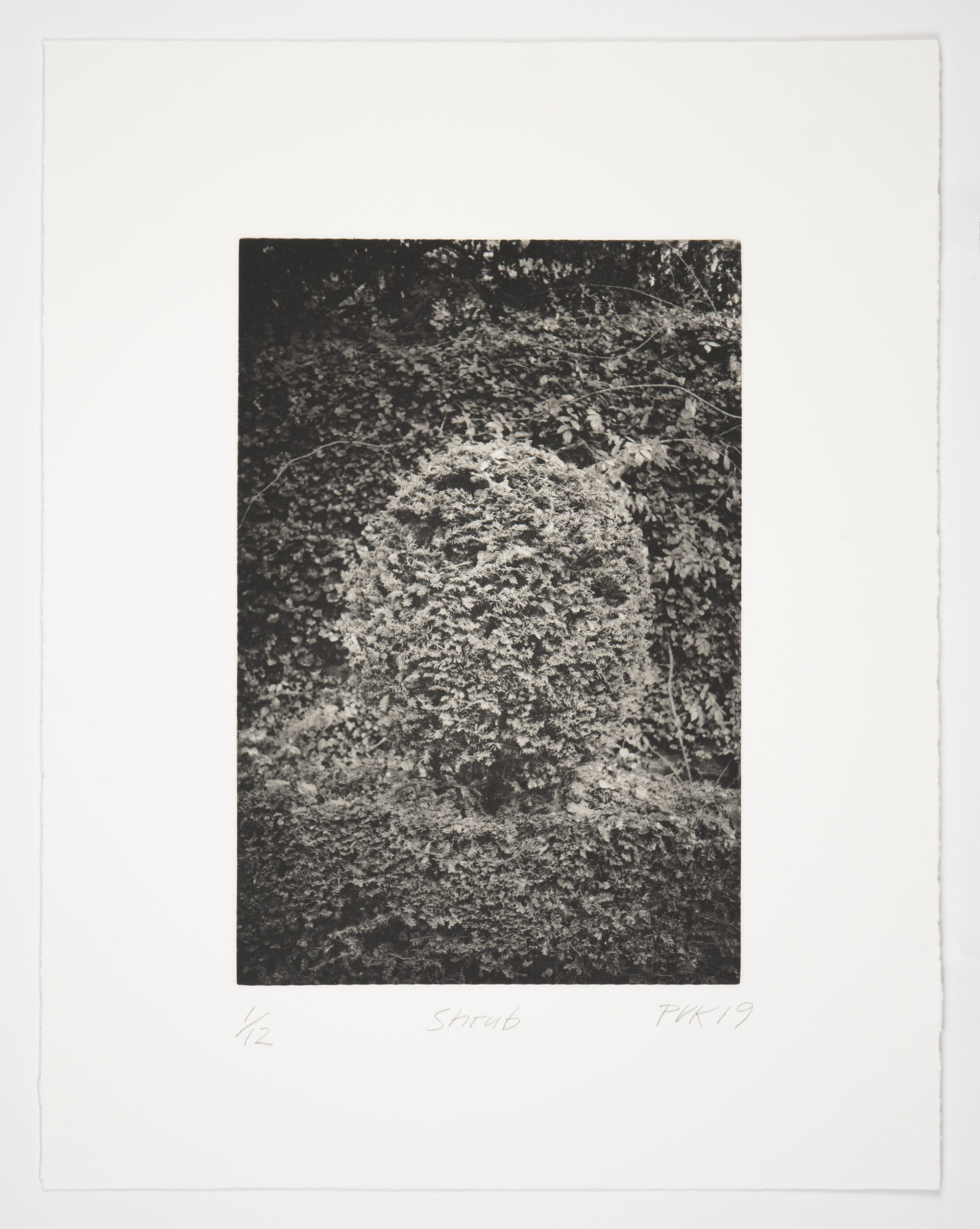 Shrub by Philip Van Keuren