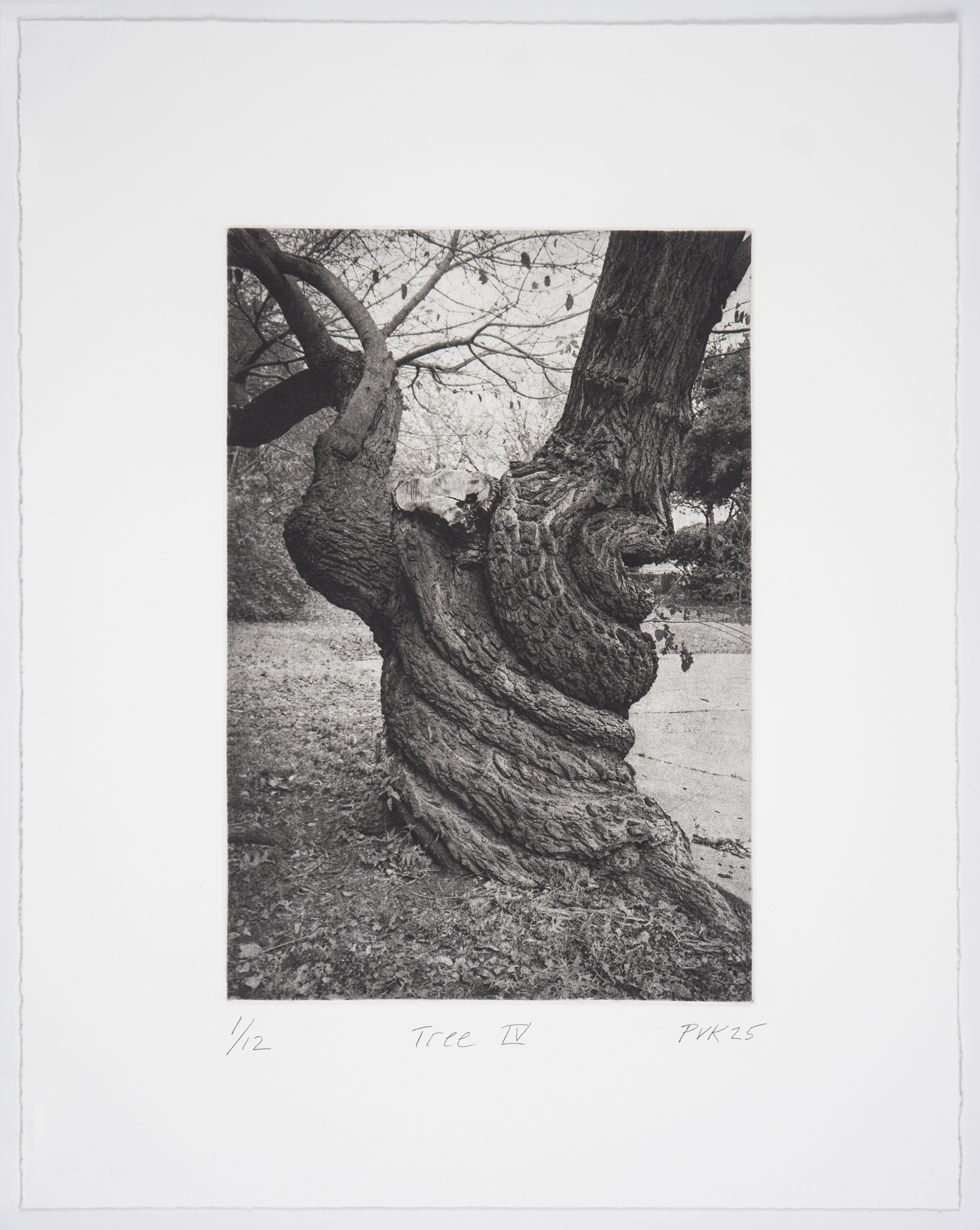 Tree IV by Philip Van Keuren