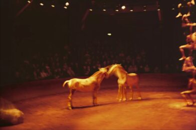Triptyk, Zingaro Equestrian Theater, Paris, 2004 by Nan Goldin at Dovehouse Contemporary