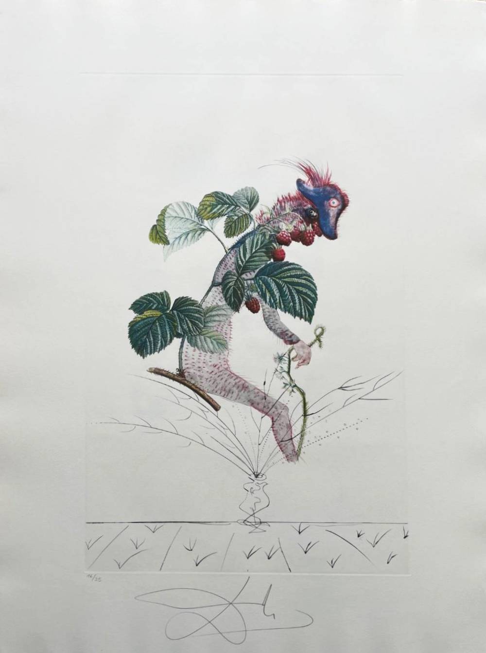 Framboisier (Raspberry Bush) by Salvador Dalí