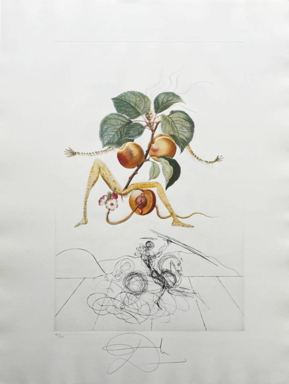 Abricot chevalier (Apricot Knight) by Salvador Dalí