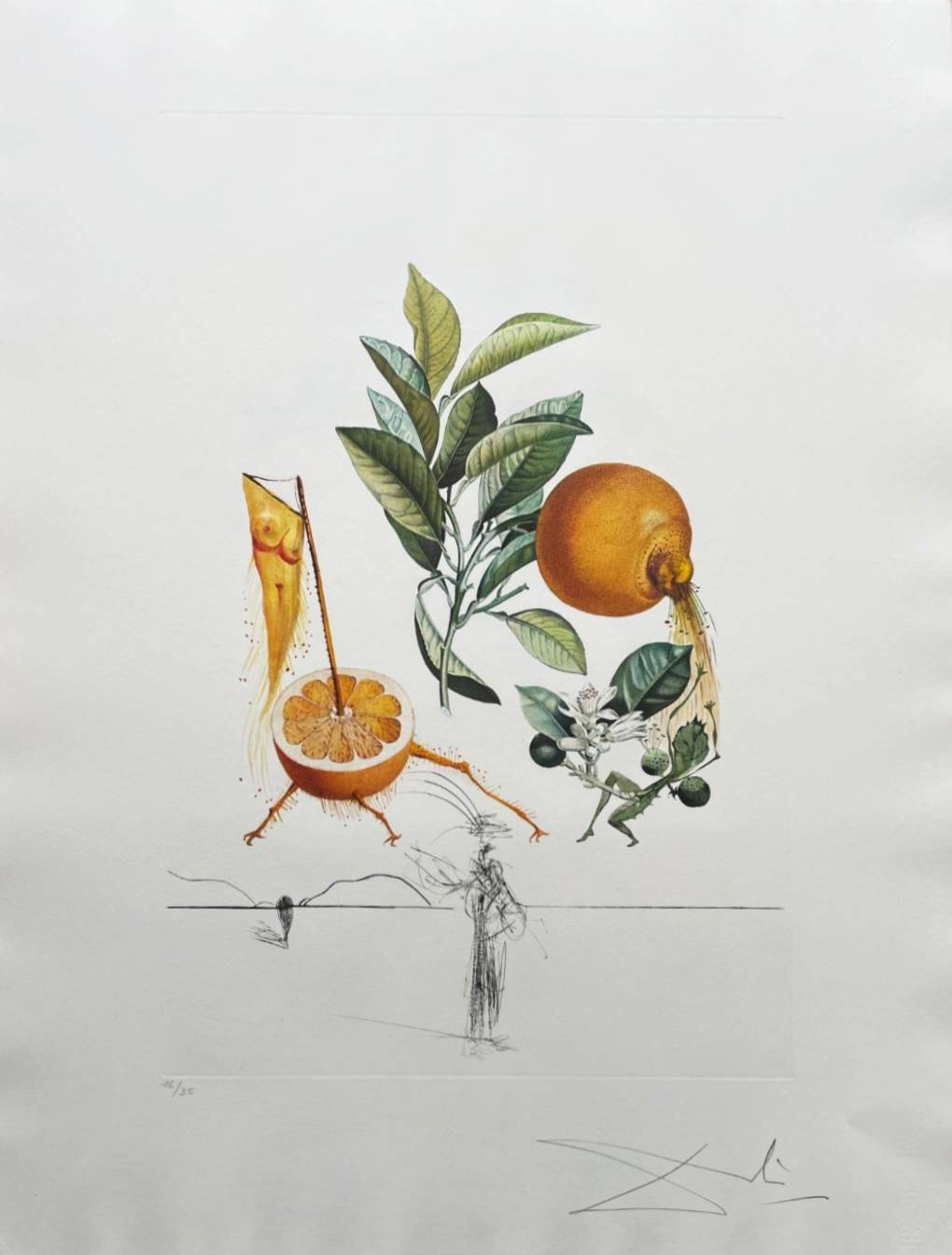Pamplemousse érotique (Erotic Grapefruit) by Salvador Dalí