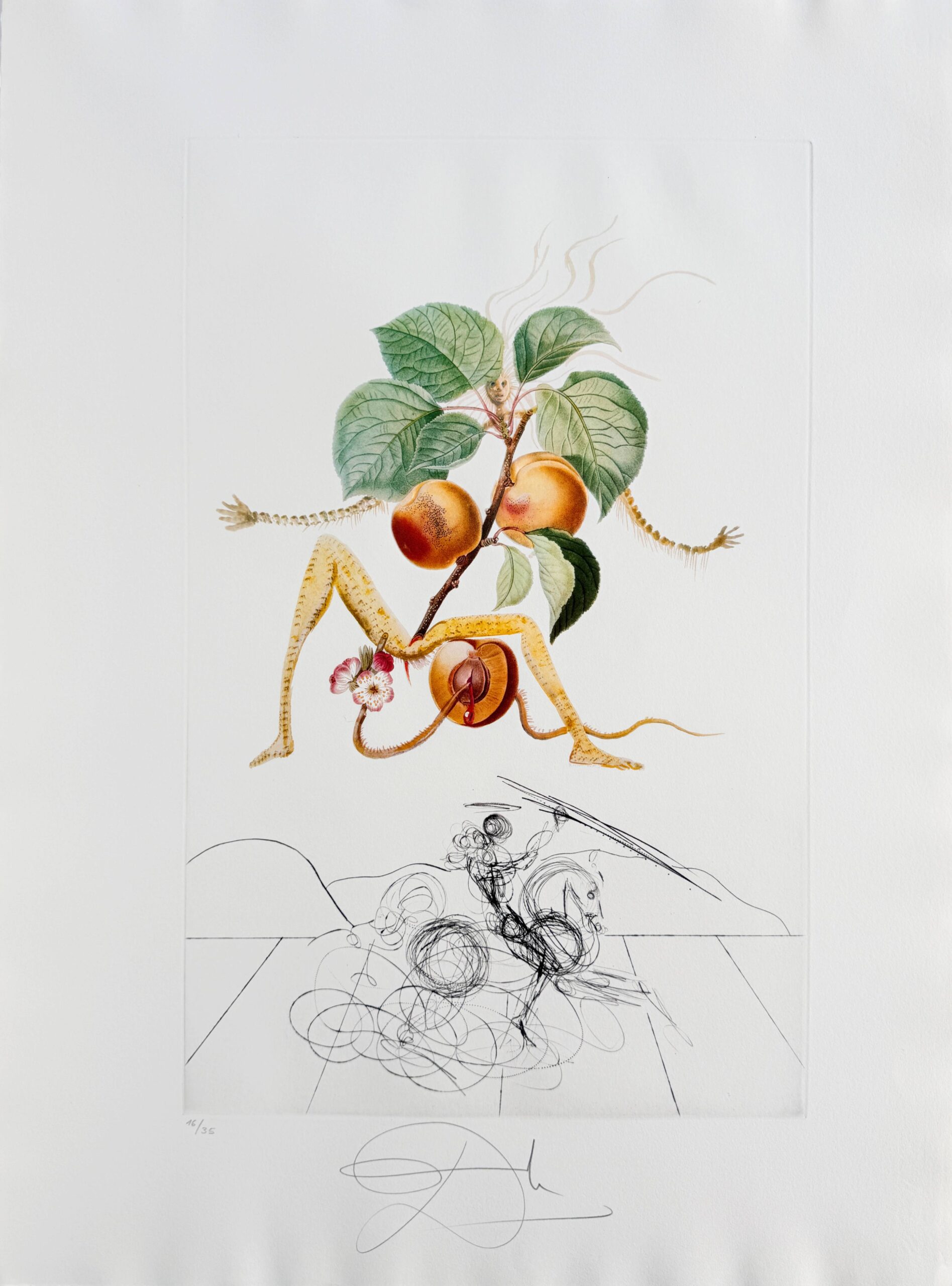 Abricot chevalier (Apricot Knight) by Salvador Dalí