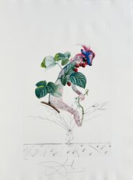 Framboisier (Raspberry Bush) by Salvador Dalí at Epicentrum Art Gallery