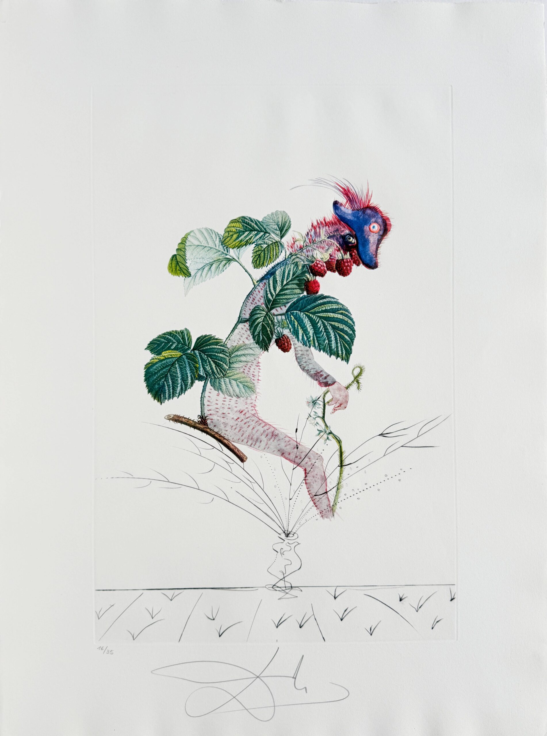 Framboisier (Raspberry Bush) by Salvador Dalí
